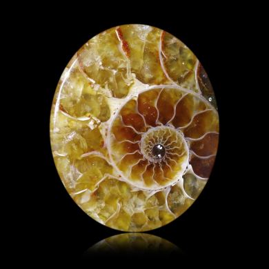 Ammonite 14,02 ct 