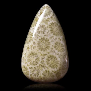 Fossil coral 22,00 ct 