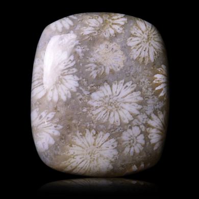 Fossil coral 27,45 ct 