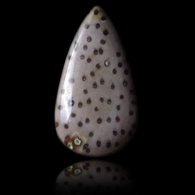 Fossil palm 24,05 ct 