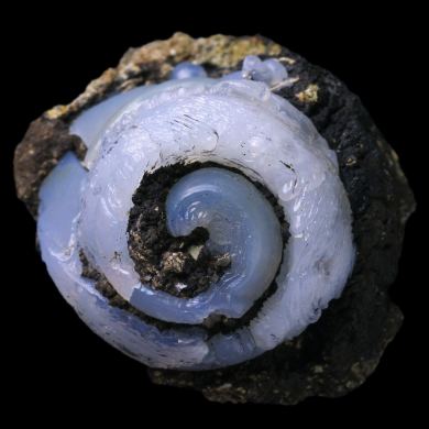 Helix in lussatite 