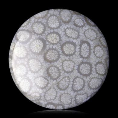 Fossil coral 43,00 ct 