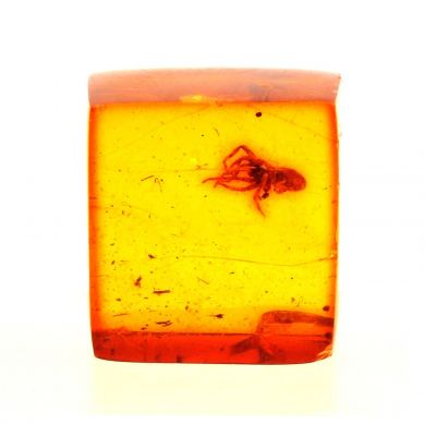 Amber with insect.