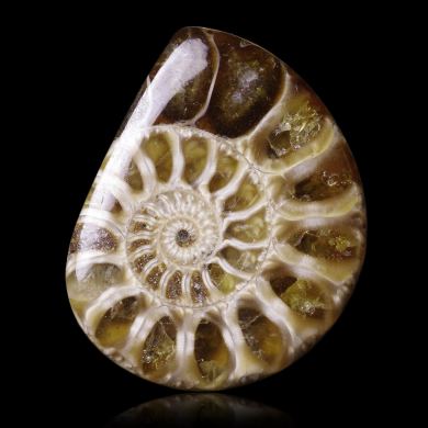 Ammonite 37,20 ct 