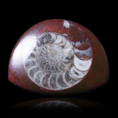 Ammonite 32,00 ct 