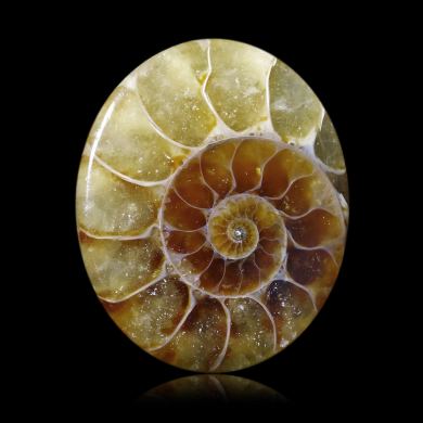 Ammonite 16,99 ct 