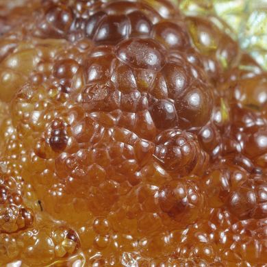 Opal / (variety - “Opal-AN”) / (variety - “Hyalite Opal”) / (“Blood Vessel Opal”)