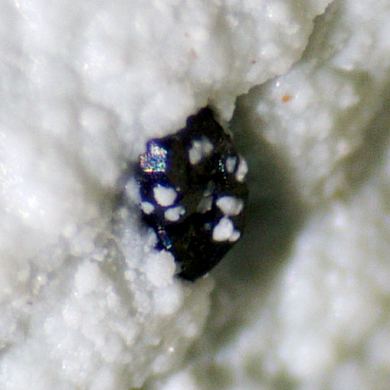 Geikielite on Lizardite