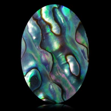 Abalone 32,77 ct 
