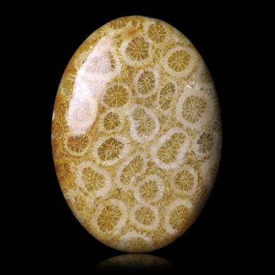 Fossil coral 40,23 ct 