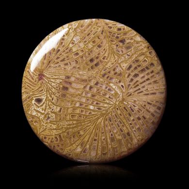 Fossil coral 28,30 ct 