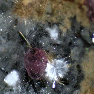 Ellingsenite (TL) and Villiaumite